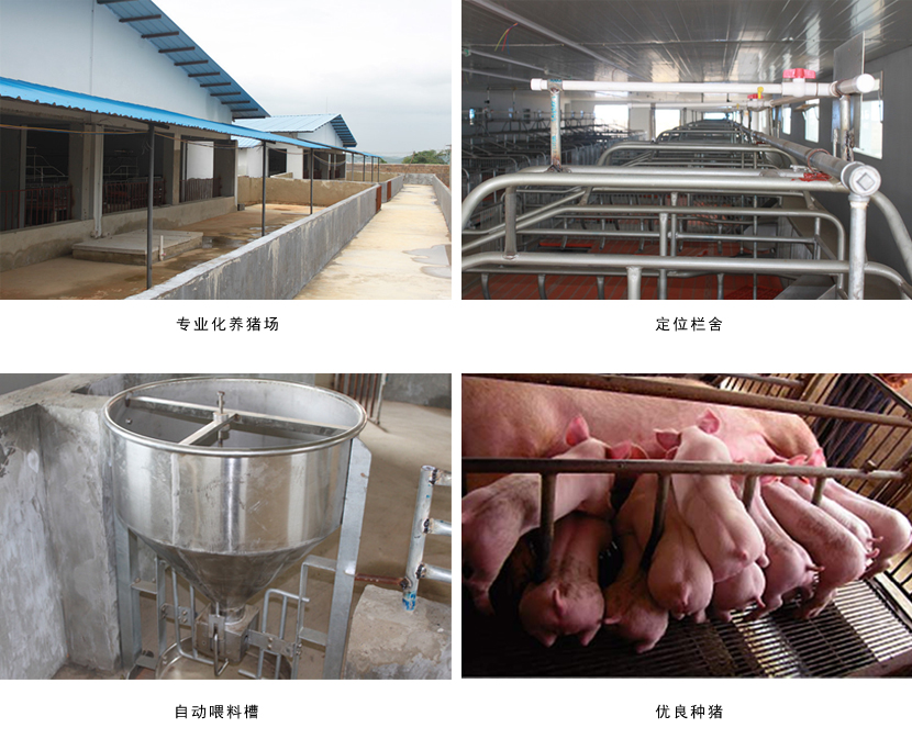 广西榴莲视频成人官网农牧集团
