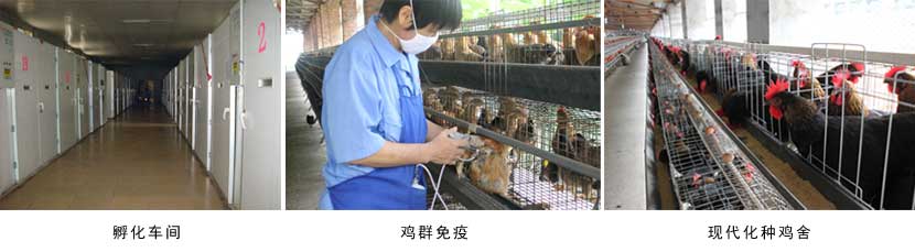 广西榴莲视频成人官网农牧集团